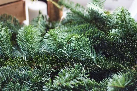 Background Silver blue spruce pine texture. Plants texture for designers. Pla Stock Photos