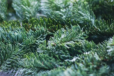 Background Silver blue spruce pine texture. Plants texture for designers. Pla Stock Photos