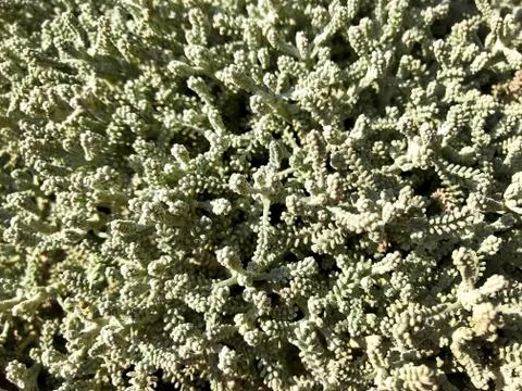 Background - silver-green grass-moss. Stock Photos