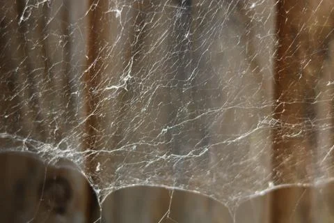Background of silver grey cobweb in front of wooden panelling Stock Photos