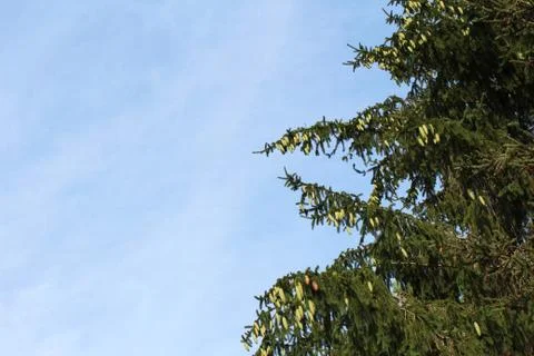 Background of sky and coniferous tree loaded with cones Stock Photos