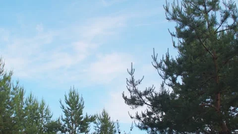 Background with sky and tree branches 스톡 동영상 342594890