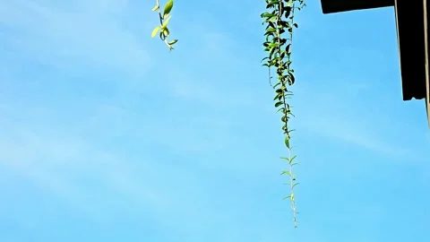 Background of sky and tree or leaf, viewed from the bottom up 스톡 동영상 295998668
