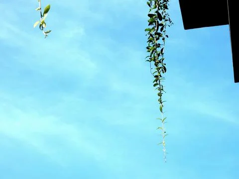 Background of sky and tree or leaf, viewed from the bottom up Stock Photos
