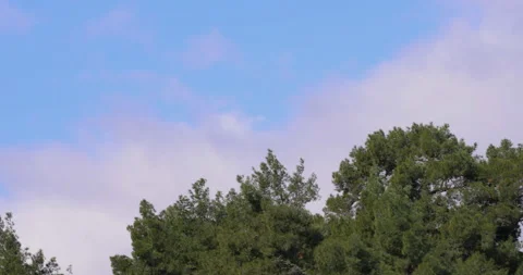 Background of Sky and Trees Stock Footage 172292380