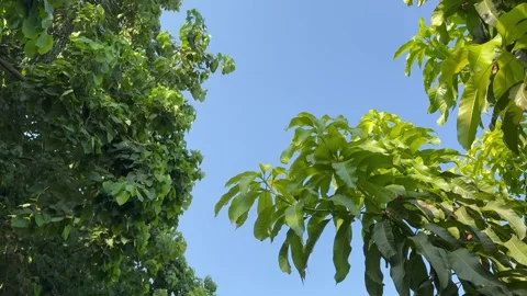 Background of the sky, Bodhi tree and mango tree. Stock Footage 273710327