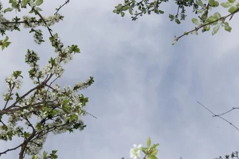 Background. Sky. Spring. Blooming Tree Stock Photos