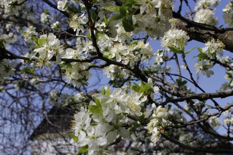 Background. Sky. Spring. Blooming Tree Stock Photos
