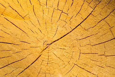 Background of sliced tree trunk Stock Photos