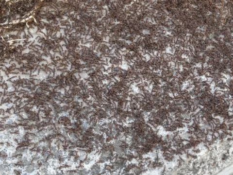 Background of small ants. Stock Photos