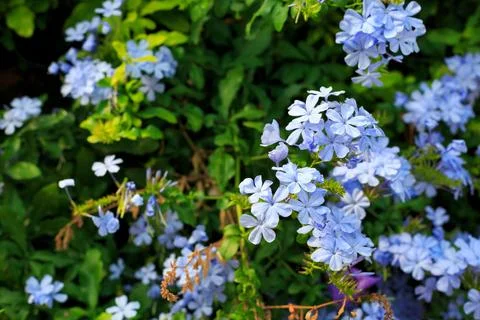 Background with small blue flowers Stock Photos