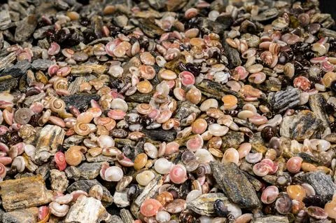 Background of Small Colorful Seashells and Textured Grey River Stones Stock Photos