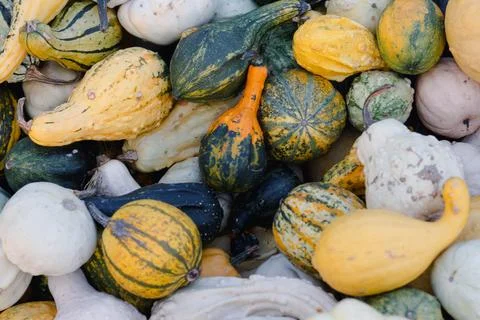 Background of small decorative pumpkins. assorted colorful pumpkins at the .. Stock Photos