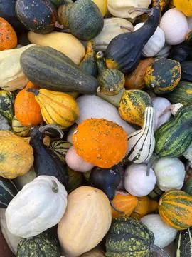 Background of small decorative pumpkins. assorted colorful pumpkins at the .. Stock Photos