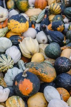Background of small decorative pumpkins. assorted colorful pumpkins at the .. Stock Photos