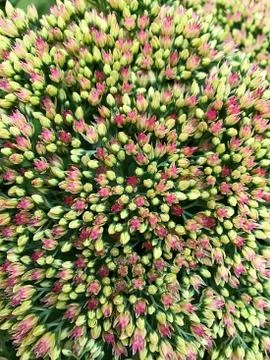 Background of small flowers. Stock Photos