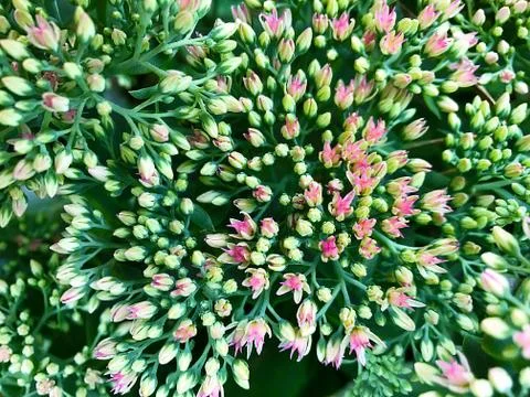 Background of small flowers. Stock Photos