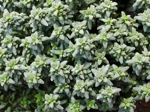 Background with small fragrant thyme leaves a herb much appreciated for the p 스톡 사진