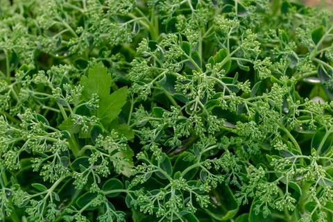 Background of small-leaf green plants with green buds. Stock Photos