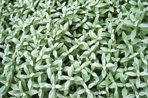 Background with small leaves of pants Stock Photos