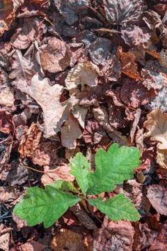 Background with a small oak tree grows through fallen leaves Stock Photos