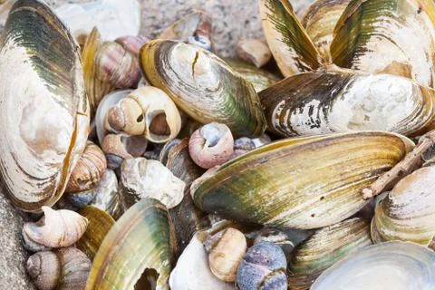 Background of small old damaged shells on the sea shore Stock Photos
