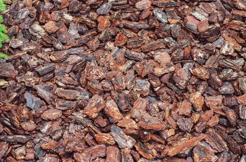 Background with small pieces pine bark, decorative lawn covering, element lan Stock Photos