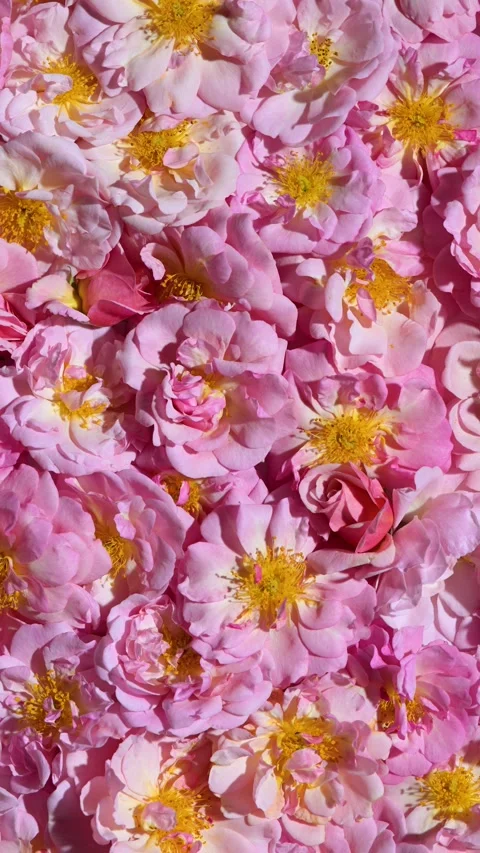 Background of small pink roses Stock Footage 310163606