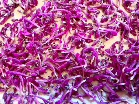 Background of small raspberry, purple flower petals. Stock Photos