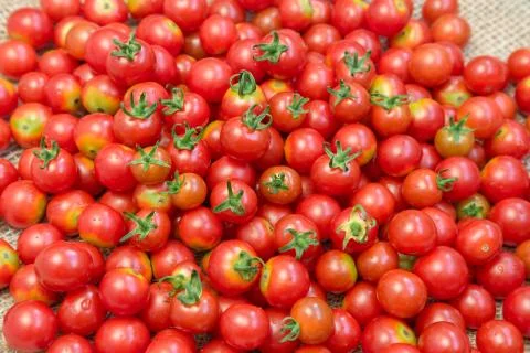 Background of small ripe tomatoes Stock Photos