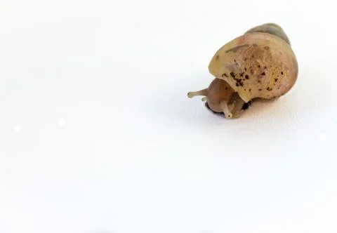 Background with a small snail Stock Photos