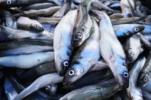 Background of small sprat fish close-up. Fish background Stock Photos