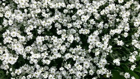 Background of small white flowers Stock Footage 312075302