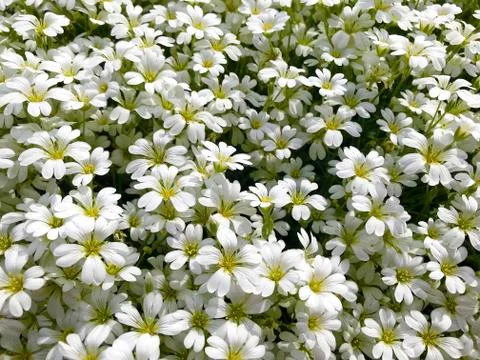 Background - small white flowers. Stock Photos