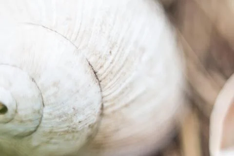 Background snail Stock Photos