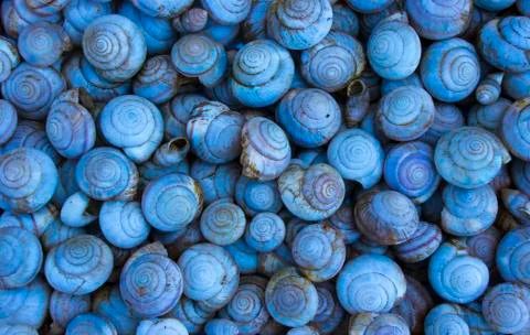 Background from snail shells, shell background. Stock Photos