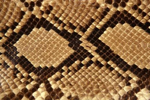Background snake skin pattern brown Stock Photos