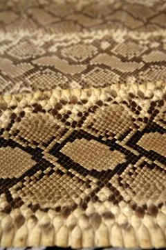 Background snake skin pattern brown Stock Photos