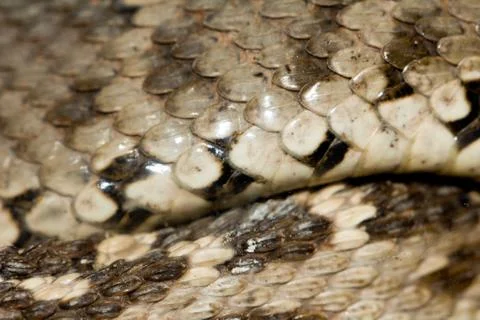 Background of snake skins Stock Photos