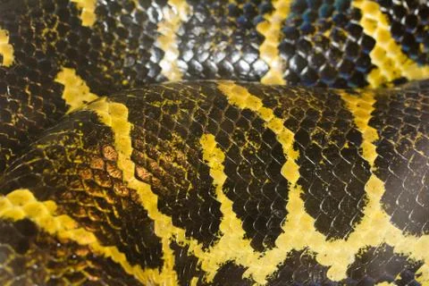 Background of snake skins Foto stock