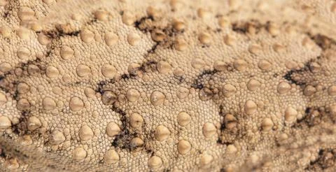 Background of snake skins Foto stock