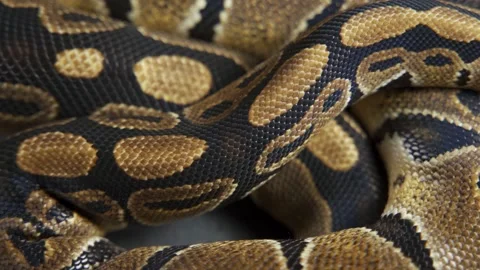 Background of snakeskin. Royal python skin Stock-Footage 196072519