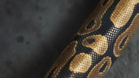 Background of snakeskin. The snake is crawling Stock Footage 192961151