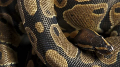 Background of snakeskin. The snake is crawling Stock Footage 192966333