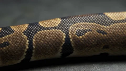 Background of snakeskin. The snake is crawling Stock Footage 192968950