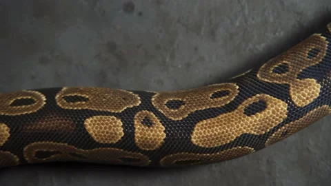 Background of snakeskin. The snake is crawling Stock-Footage 219717005