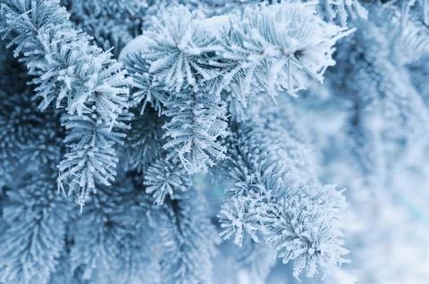 Background with snow-covered pine branch. Christmas greeting card with plac.. Stock Photos