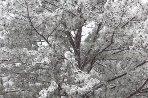 Background of snow covered pine tree branches Stock Photos