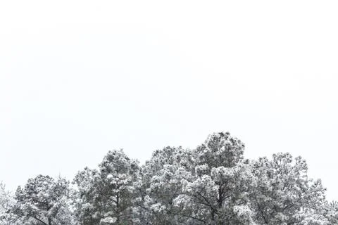 Background of snow covered pine trees, copy space Stock Photos
