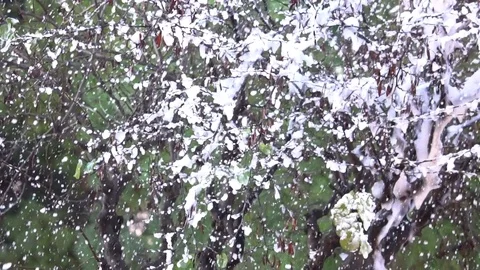 Background of snow fall blowing fast in Day winter blizzard Vidéo 85067164